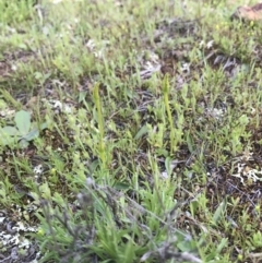 Ophioglossum lusitanicum at Majura, ACT - 25 Sep 2016