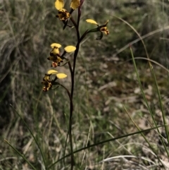 Diuris pardina (Leopard Doubletail) at Mount Majura - 25 Sep 2016 by AaronClausen