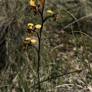 Diuris pardina at Majura, ACT - suppressed