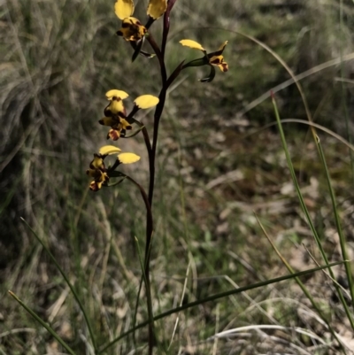 Diuris pardina (Leopard Doubletail) at Majura, ACT - 25 Sep 2016 by AaronClausen