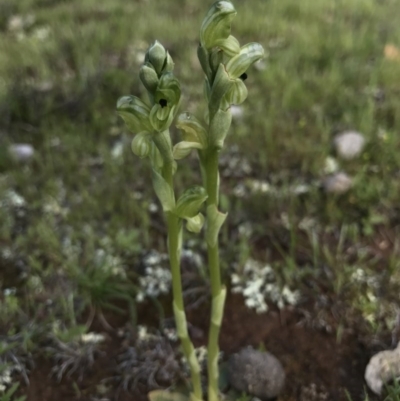 Hymenochilus bicolor (ACT) = Pterostylis bicolor (NSW) (Black-tip Greenhood) at Majura, ACT - 25 Sep 2016 by AaronClausen