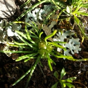 Isoetopsis graminifolia at Majura, ACT - 25 Sep 2016