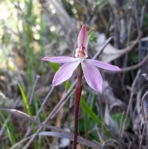 Caladenia fuscata at Majura, ACT - 25 Sep 2016