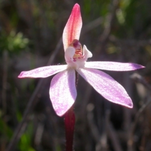 Caladenia fuscata at Majura, ACT - 25 Sep 2016