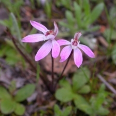 Caladenia fuscata at Majura, ACT - 25 Sep 2016