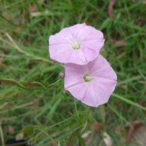 Convolvulus angustissimus subsp. angustissimus at Macquarie, ACT - 18 Jan 2011