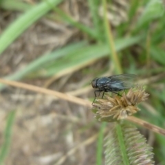 Calliphoridae (family) (Unidentified blowfly) at Macquarie, ACT - 18 Jan 2011 by JanetRussell