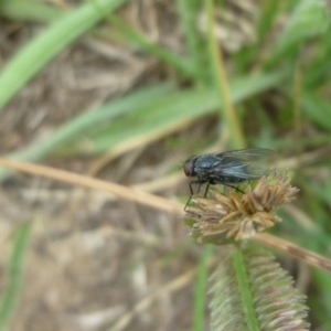 Calliphoridae (family) at Macquarie, ACT - 18 Jan 2011