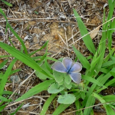 Zizina otis (Common Grass-Blue) at Macquarie, ACT - 17 Jan 2011 by JanetRussell