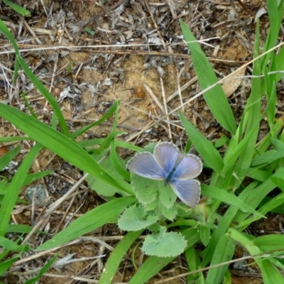 Zizina otis (Common Grass-Blue) at Macquarie, ACT - 18 Jan 2011 by JanetRussell