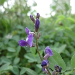 Glycine tabacina (Variable Glycine) at Macquarie, ACT - 18 Jan 2011 by JanetRussell