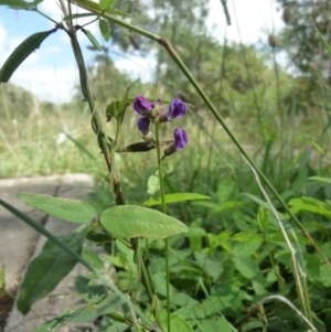 Glycine tabacina at Macquarie, ACT - 18 Jan 2011 11:28 AM