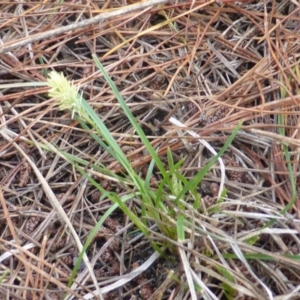 Carex breviculmis at Isaacs, ACT - 24 Sep 2016