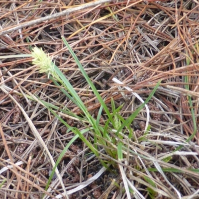 Carex breviculmis (Short-Stem Sedge) at Isaacs Ridge and Nearby - 24 Sep 2016 by Mike