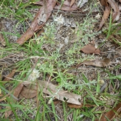 Vittadinia cuneata var. cuneata (Fuzzy New Holland Daisy) at Macquarie, ACT - 18 Jan 2011 by JanetRussell