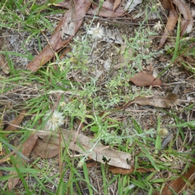 Vittadinia cuneata var. cuneata (Fuzzy New Holland Daisy) at Macquarie, ACT - 18 Jan 2011 by JanetRussell