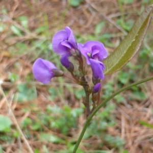 Hardenbergia violacea at Isaacs Ridge - 24 Sep 2016 11:21 AM