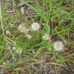 Vittadinia muelleri (Narrow-leafed New Holland Daisy) at Macquarie, ACT - 18 Jan 2011 by JanetRussell