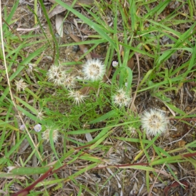 Vittadinia muelleri (Narrow-leafed New Holland Daisy) at Macquarie, ACT - 18 Jan 2011 by JanetRussell