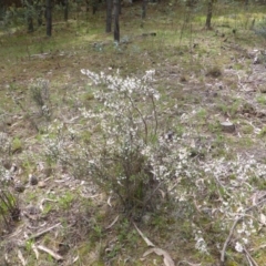 Leucopogon fletcheri subsp. brevisepalus (Twin Flower Beard-Heath) at Isaacs Ridge and Nearby - 24 Sep 2016 by Mike