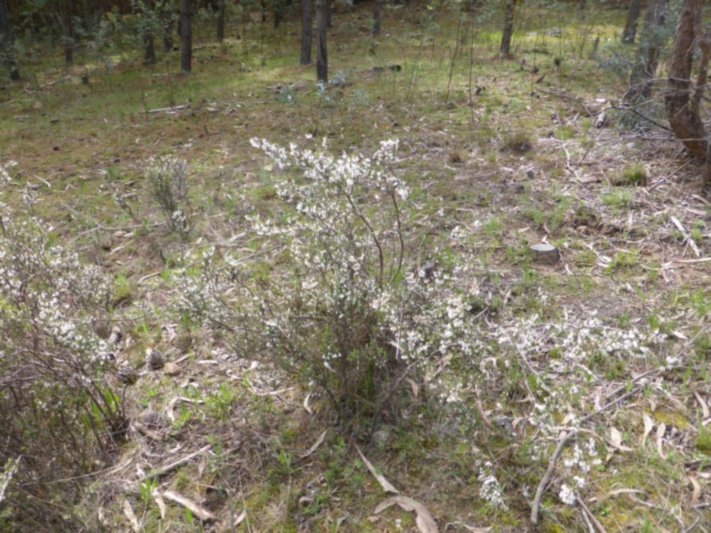 Leucopogon fletcheri subsp. brevisepalus at Jerrabomberra, ACT - 24 Sep 2016