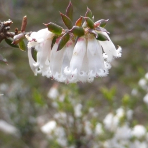 Styphelia fletcheri subsp. brevisepala at Jerrabomberra, ACT - 24 Sep 2016