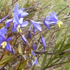 Stypandra glauca (Nodding Blue Lily) at Isaacs Ridge and Nearby - 24 Sep 2016 by Mike