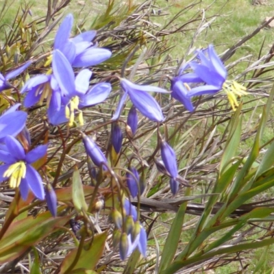 Stypandra glauca (Nodding Blue Lily) at Isaacs Ridge and Nearby - 24 Sep 2016 by Mike