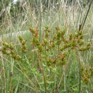 Hypericum perforatum at Macquarie, ACT - 18 Jan 2011 11:18 AM