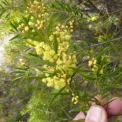 Acacia fimbriata (Fringed Wattle) at Isaacs, ACT - 24 Sep 2016 by Mike