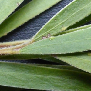 Acacia fimbriata at Isaacs, ACT - 24 Sep 2016