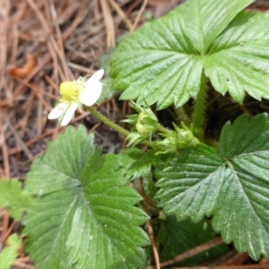 Potentilla vesca at Isaacs, ACT - 24 Sep 2016