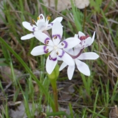 Wurmbea dioica subsp. dioica (Early Nancy) at Callum Brae - 25 Sep 2016 by Mike