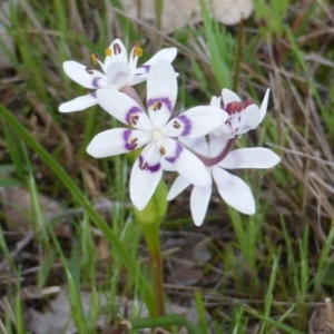 Wurmbea dioica subsp. dioica at Jerrabomberra, ACT - 25 Sep 2016