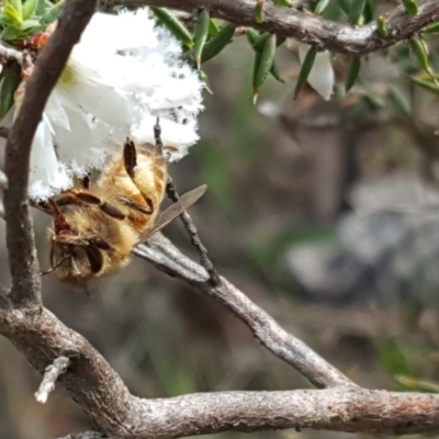 Apis mellifera (European honey bee) at Jerrabomberra, ACT - 24 Sep 2016 by Mike
