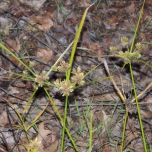 Cyperus eragrostis at Canberra, ACT - 30 Jul 2016 07:01 PM