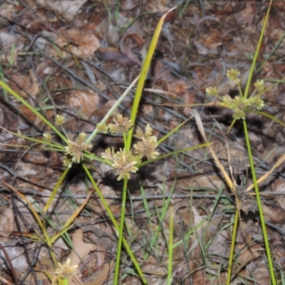 Cyperus eragrostis (Umbrella Sedge) at Canberra, ACT - 30 Jul 2016 by michaelb
