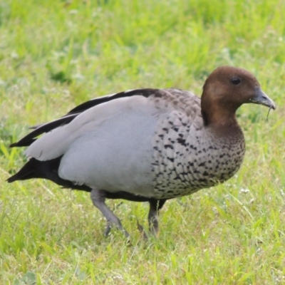 Chenonetta jubata (Australian Wood Duck) at Parkes, ACT - 17 Sep 2016 by MichaelBedingfield