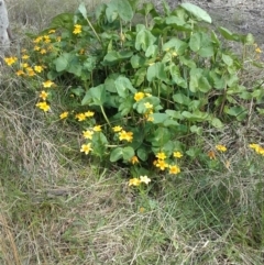 Caltha palustris (Marsh Marigold) at Crace, ACT - 25 Sep 2016 by walter