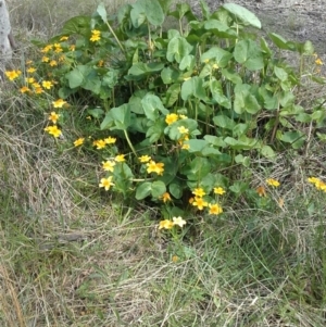 Caltha palustris at Crace, ACT - 25 Sep 2016