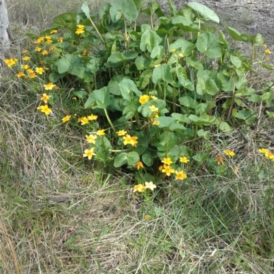 Caltha palustris (Marsh Marigold) at Crace, ACT - 25 Sep 2016 by walter