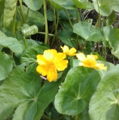 Caltha palustris at Crace, ACT - 25 Sep 2016