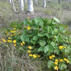 Caltha palustris at Crace, ACT - 25 Sep 2016