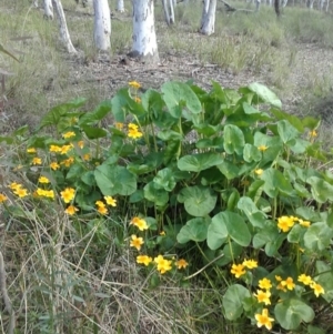 Caltha palustris at Crace, ACT - 25 Sep 2016