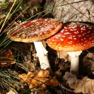 Amanita muscaria at Yarralumla, ACT - 8 Jun 2010