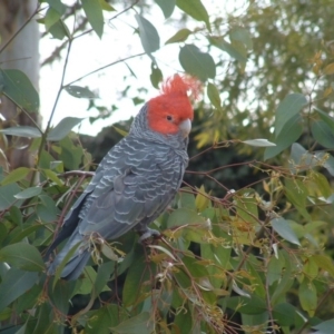 Callocephalon fimbriatum at Yarralumla, ACT - 21 Aug 2008