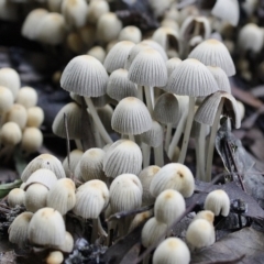 Coprinellus etc. (An Inkcap) at Yarralumla, ACT - 29 Apr 2014 by Ratcliffe