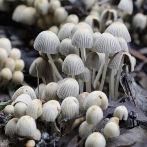 Coprinellus etc. at Yarralumla, ACT - 29 Apr 2014