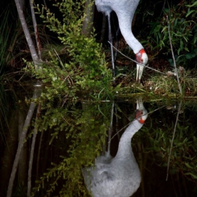 Grus rubicunda (Brolga) at Tidbinbilla Nature Reserve - 13 Mar 2010 by Ratcliffe