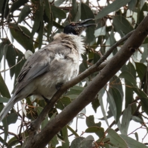 Philemon corniculatus at Forde, ACT - 26 Sep 2016 12:46 PM